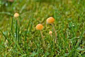 SMALL AUTUMN FUNGI GROWING IN LAWN