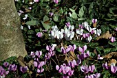 CYCLAMEN UNDER PLANTING TREES