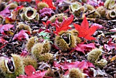 FALLEN SWEET CHESTNUTS UNDER ACER