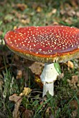 FLY AGARIC - AMANITA MUSCARIA