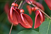 ERYTHRINA CRISTA-GALLI