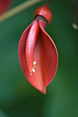 ERYTHRINA CRISTA-GALLI