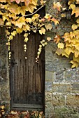 PARTHENOCISSUS TRICUSPIDATA OVER OLD WOODEN DOOR