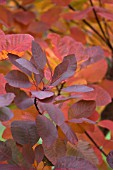 COTINUS COGGYGRIA GRACE