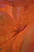 ORANGE LEAF PATTERNS - ACER PALMATUM