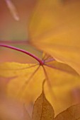 ACER PALMATUM ICHIGYOJ - ABSTRACT