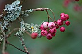 SORBUS MADERENSIS