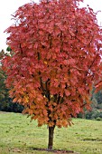 SORBUS COMMIXTA