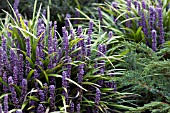 LIRIOPE MUSCARI