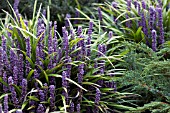 LIRIOPE MUSCARI