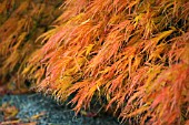 ACER PALMATUM DISSECTUM