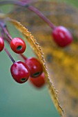 SORBUS ALNIFOLIA