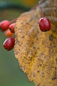 SORBUS ALNIFOLIA