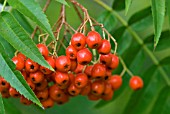 SORBUS COMMIXTA