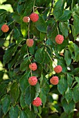 CORNUS KOUSA