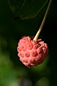 CLOSE UP OF CORNUS KOUSA FRUIT