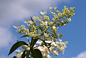 HYDRANGEA PANICULATA