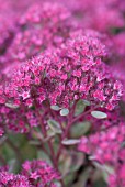 SEDUM RUBYGLOW