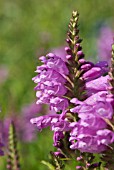 PHYSOSTEGIA VIRGINIANA