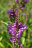 PHYSOSTEGIA VIRGINIANA