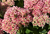 SEDUM AUTUMN JOY