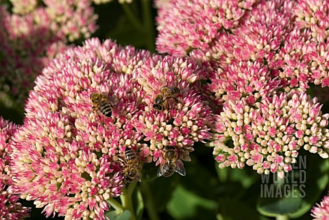 SEDUM_AUTUMN_JOY