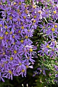 ASTER SEDIFOLIUS