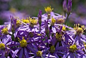 POLLEN BEETLE - ASTER SEDIFOLIUS