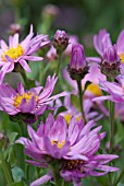 ASTER AMELLUS JACQUELINE GENEBRIER