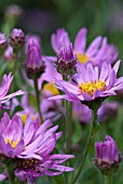 ASTER AMELLUS JACQUELINE GENEBRIER