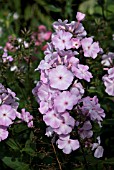 PHLOX PANICULATA SILVER SALMON