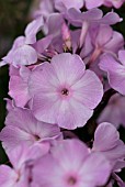 PHLOX PANICULATA SILVER SALMON