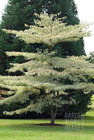 CORNUS_CONTROVERSA_VARIEGATA