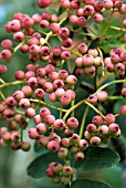 SORBUS OLIGODONTA BERRIES