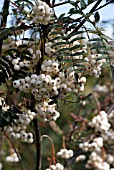 SORBUS FRUTICOSA