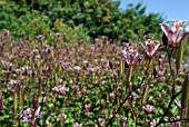 TRICYRTIS FORMOSANA