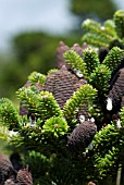 ABIES KOREANA