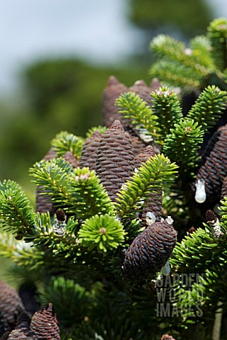 ABIES_KOREANA