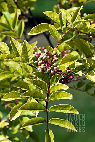 ZANTHOXYLUM_SIMULANS