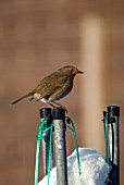 ROBIN ON GARDEN WASHING LINE