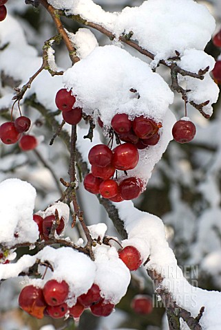MALUS_RED_SENTINEL_BERRIES_AFTER_SNOW_FALL