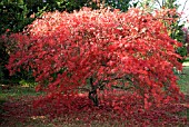 AUTUMN COLOUR ACER PALMATUM