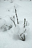 HEAVY SNOW FALL ON AUTUMN PRUNED ROSE