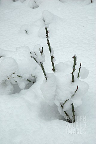 HEAVY_SNOW_FALL_ON_AUTUMN_PRUNED_ROSE