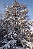 LARIX DECIDUA WITH SNOW