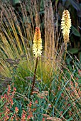 AUTUMN INTEREST IN THE BORDER WITH KNIPHOFIA