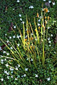 LIBERTIA GROWING THROUGH FROUND COVER PRATICA ANGULATA