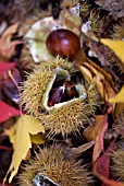 CASTANEA SATIVA, IN CARPET OF ACER LEAVES