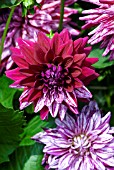 DAHLIA RASPBERRY RIPPLE SHOWNG REVERSION