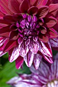 DAHLIA RASPBERRY RIPPLE SHOWING REVERSION